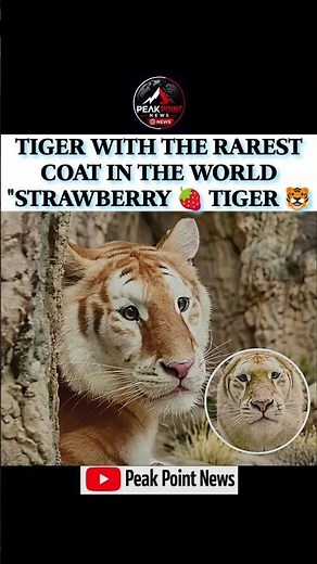 The World’s Rarest Tiger? 🐅 The “Strawberry Tiger” Explained!
