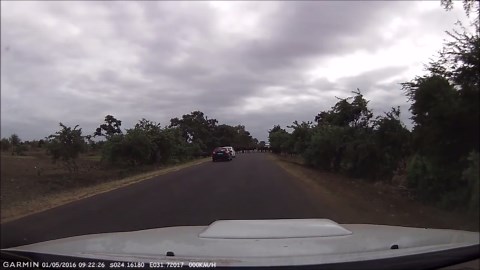 Stampede of Buffalo Crash into Car