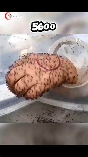 “This Insect Can Fly Backwards 😱 | Dragonfly Secrets”