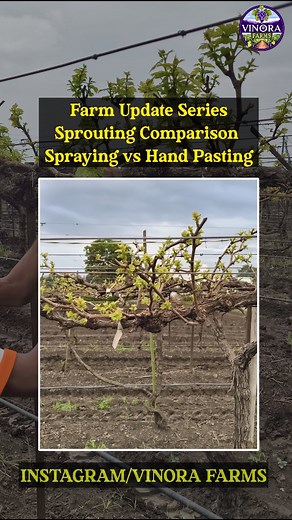 14K views · 309 reactions | Hydrogen cynamide Spray vs Hand Pasting Sprouting Comparison Farm Update Series VINORA FARMS #द्राक्षबागायतदार #शेतकरी #reelsview #viralreels #boostmyreel #explorepage #viral #foryoupage #dailygrow #reelitfeelit | Vinorafarms | Facebook