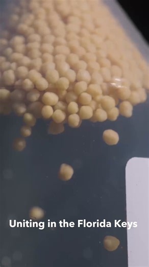 This August, Coral Restoration Foundation™ and Shedd Aquarium joined forces in the Florida Keys for a landmark spawning season. Shedd’s Coral Reef II research vessel was moored at our Tavernier Nursery, serving as a floating laboratory for pioneering experiments. Tens of thousands of coral larvae became the foundation for resilience trials, heat-tolerant algae inoculations, and coral stem cell transplants. Together with Shedd, we’re building a future where innovation continues to strengthen cora