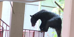 Gatlinburg hotel kicks out guests for being close to bears