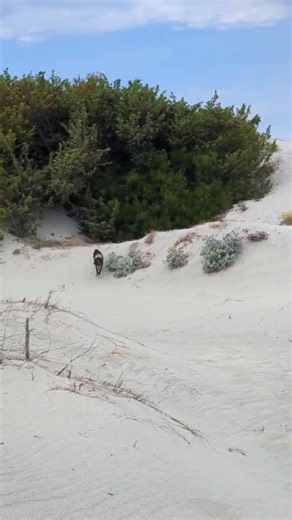 corsica dune plage ostricone vento levriero corre