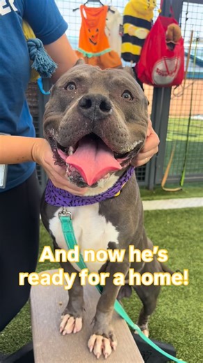 Boroughbred in Queens on Instagram: "How to easily identify Benny in a shelter full of dogs, many of them also big and grey: just look for the little itty bitty ears attached to a great big blocky head! But that’s not the only thing I find so endearing about Benny. Benny really has a hold on me! He melts my heart when I pass his kennel – standing up, with his paws spread up against the door, his big, adorable face looking out, hoping for an extra walk. He loves going to the play-yard, where he s