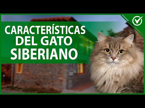 🐱 Siberian Cat - Origin, Characteristics and Behavior of the Siberian Forest Cat 🐱
