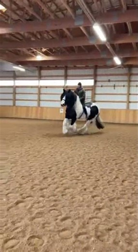 Which Horse Breed is This Stunning Beauty From?