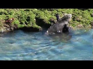 Galapagos - Marine Iguanas Feeding