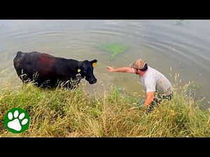 Mama Cow Begs Stranger to Rescue Her Baby