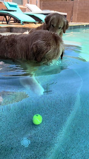 Moving the ball with his mind. #goldenretriever #tub #blue