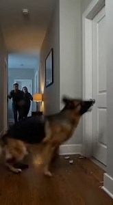 "POLICE K9 RIPS APART NURSERY DOOR, PERFORMS EMERGENCY CPR ON MY ‘DEAD’ INFANT SON, THEN MAKES AN IMPOSSIBLE TRADE-OFF... What Followed Will Change How You View Dogs Forever. The sound of a portable heart monitor in your own living room is the loudest sound in the world. It doesn’t matter that it’s just a digital beep; it echoes off the walls like a countdown. We brought Leo home on a Tuesday. The drive back from the hospital in downtown Chicago was the longest hour of my life. Usually, when you