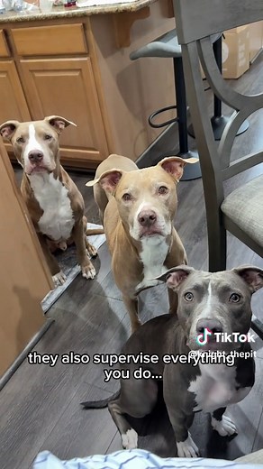 A typical day living with a pit bull 😆 #pitbull #dogs #dogsoftiktok #fyp #funnypets