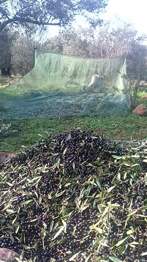 Vidéos de Miel Huile D'olive Bio saveur (@miel.huile.dolive) avec nhạc nền - emthamne - Hà Linh