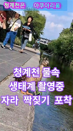 청계천 무료 아쿠아리움 개장 #서울#여행#힐링#귀여운#외국인반응