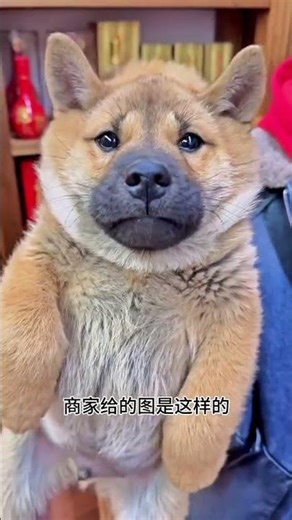 Top Trending Local Dog: The Curious Guangxi Native Dog