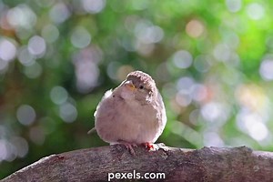 vintage%2Bclassic%2Bup%2Bclose%2Bhairy%2Bstrip