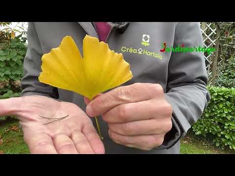 Ginkgo biloba: The most beautiful yellow tree in autumn, it's this one!