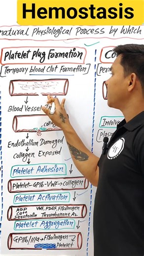 hemostasis|hemostasis physiology|hemostasis and blood coagulation physiology|hemostasis kya hota hai