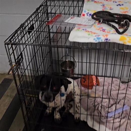 10K views · 323 reactions | Astro would love to have a yard, a soft...