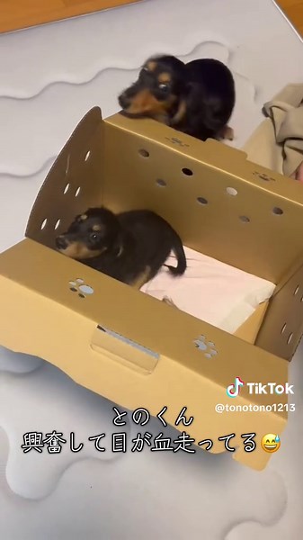 妹をお迎えしました🥰 仲良くなるといいな🎵 #子犬#子犬のいる生活 #ダックスフンド #癒し