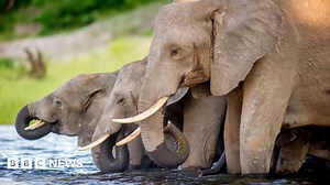 Botswana elephant poaching 'no hoax'
