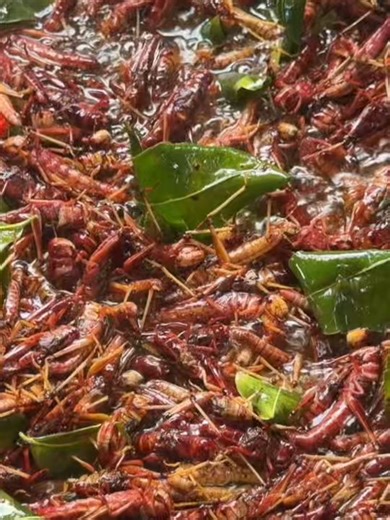 Catching Fresh Locusts and Cooking Delicious Countryside Food | Traditional Village Cooking