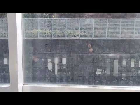 Japan Maglev Train Videos | Enter the 500 km/h World of Levitating High-Speed Travel