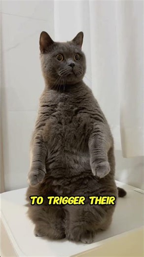 Why Cats React to Silent Movements You Don’t Notice