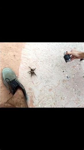 If You're Scared of Spiders…Don't Watch This
