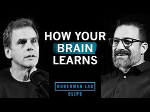 How the Dopamine System Impacts Learning | Dr. Read Montague & Dr. Andrew Huberman