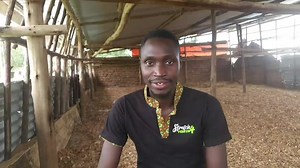 2.2K views · 202 reactions | Secrets to Raising Baby Chicks With NO DEATHS | How to Brood Chicks . #poultryfarming #Farmup #farmupchicks #poultry #farmlife #farm #DrDaniel #farming #chickenfarming #poultrybusiness | Farm Up | Facebook