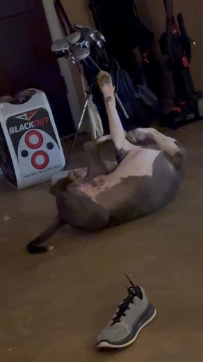 This is what we call a temper tantrum by tank. I took a piece of plastic from him so he wouldn’t choke. | Brandy Sims Powell