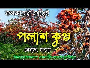 পলাশের দেশে। কলকাতার কাছে পলাশ কুঞ্জ। Palash in Kolkata। Belur। Palash Flower। Tourist Destination