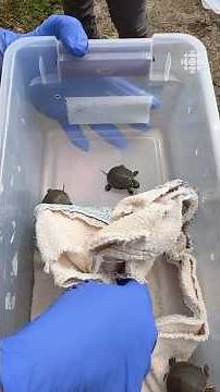 Baby turtles are being released into the wild
