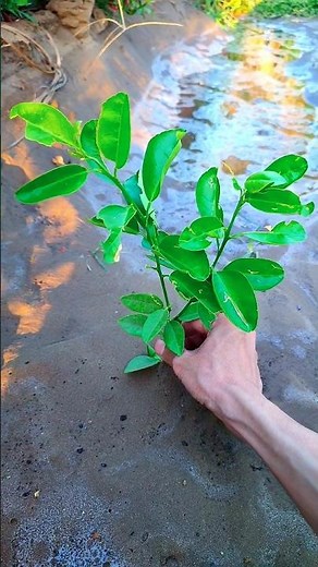 "Kids Gardening – Planting Lemon Seeds