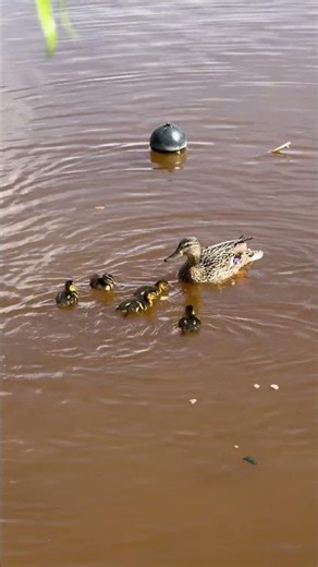 Mini pluton pe lac 🥹 #nature #spring #duck #lake