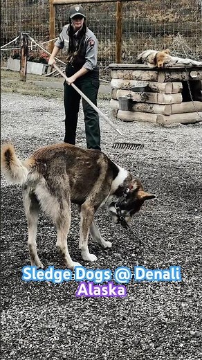 Denali Sled Dogs 🐕❄️ | Alaska’s Working Huskies in Action | Must See!