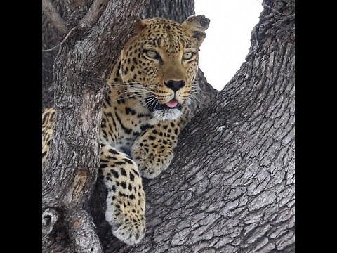 Grade 8 Natural Science Term 2 Exam scope