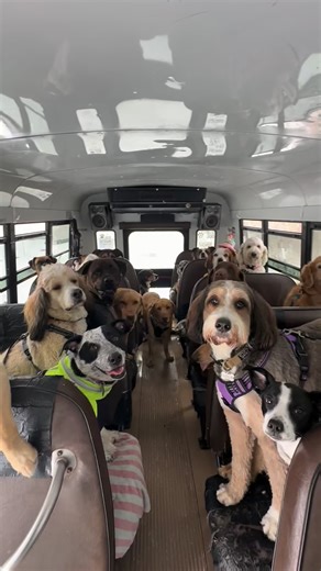 K9 Konvoy on Instagram: "Happy 9th Birthday Ella! 💕🐾 #dogbirthdayparty #dogbirthdays #dogbus"