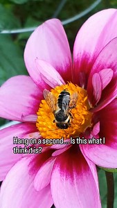 It IS a sweet treat! For the pollinators like these two bees (leafcutter bee and honeybee). Flowers produce nectar, a sugary liquid, to attract pollinators. When the pollinators go to get the nectar, they move pollen from flower to flower, helping with the plant's reproductive journey. Nectar is affected by the age and species of the plant, how many pollinators visit, sunlight, temperatures, and water. Nectar is what becomes honey in a honeybee hive. Not all pollinators make honey, or don't make