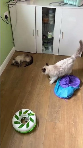 Ragdoll Cat meet Siamse Cat for the 1st time unspeakable