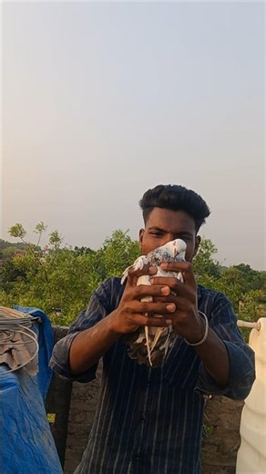 pigeon training #pigeons #reaction #publicreaction #kabutar #pigeonshorts #trendingshorts #shorts