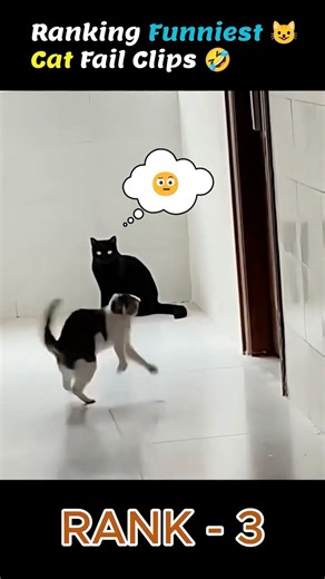 Ranking the Funniest Cat Fails 😂🐱 #1 is too Much 😹