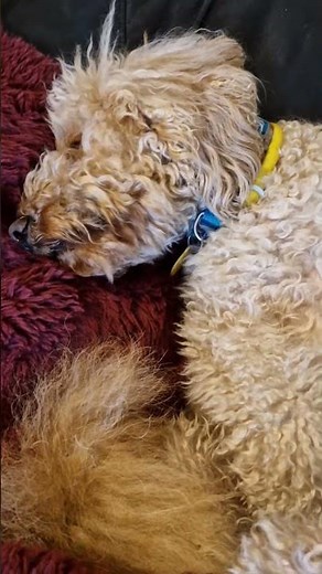 fluffy poo resting #fluffydog #cockapoo #maxthepoo #cutepet #doggie #adorabledog