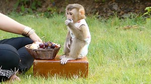 26K views · 2.9K reactions | Harry So Gentle Behave To Sit Having Breakfast This Morning | Monkey Daily | Facebook