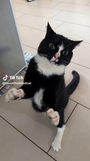 Funny Angry Cat Dance Compilation