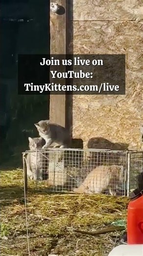 ❤️🐾 Join us LIVE today for field exams at the farm! 🐾❤️