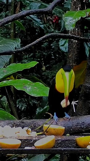 37K views · 4.6K reactions | Have you had your daily dose of toucan? Watch this Keel-billed Toucan leisurely throw back a few bananas before flying off into the forest. This tropical toucan is one of 85 bird species that we've seen visit the Panama Fruit Feeder Cam over the years! Watch LIVE at AllAboutBirds.org/PanamaFeeders | Bird Cams | Facebook