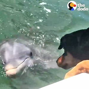 This dog and dolphin are playing the cutest game together 💙 | The Dodo