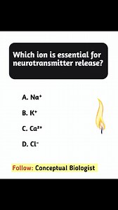 Which ion is essential for neurotransmitter release? A. Na⁺ B. K⁺ C. Ca²⁺ D. Cl⁻ | Conceptual Biologist