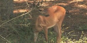 Alabama farmers say deer are destroying crops